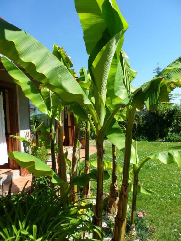 Agriturismo La Quiete Roncofreddo エクステリア 写真